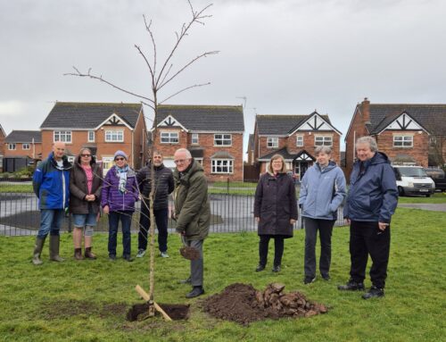 Trees Planted by Stuart Way Play Area