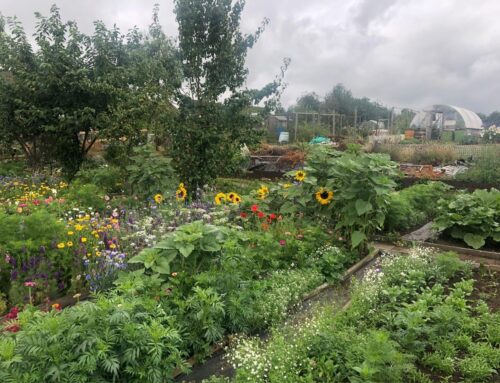 In Bloom 2025